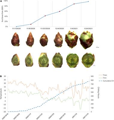 Integrated transcriptome and small RNA sequencing in revealing miRNA-mediated regulatory network of floral bud break in Prunus mume